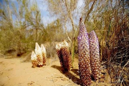 cistanche improve immunity
