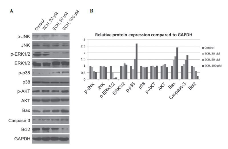 Echinacoside regulates mitogen-activated protein kinase signaling pathways and apoptosis-associated proteins. (A) Cells treated with different doses of  ECH were harvested and subjected to immunoblotting analyses using antibodies as indicated.