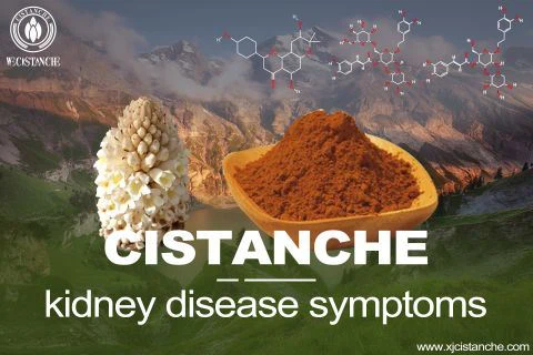 Cistanche-kidney disease symptoms-2(74) Cistanche-kidney disease symptoms-2(74)