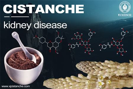 cistanche-kidney disease