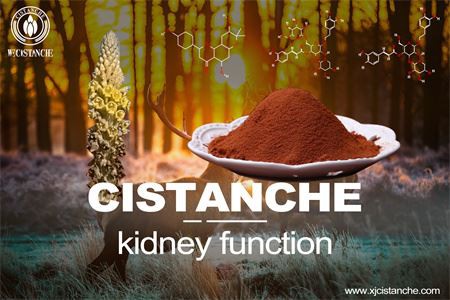cistanche-kidney function
