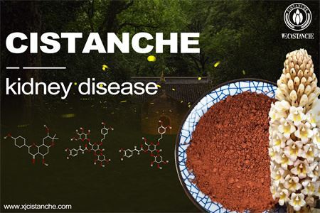 cistanche-kidney disease