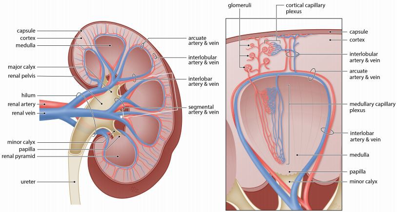 Figure 1. Anatomy of the renal vasculature. Blood enters the kidney via the renal artery which divides dichotomously into segmental arteries and branch progressively into interlobar arteries. Arcuate arteries, separating the border between the cortex and medulla, giving rise to interlobular arteries which further diverge to supply the glomeruli. Besides the glomerular capillary network, the renal microcirculation can be divided into cortical and medullary capillary plexus based on the anatomical location. Figure 1. Anatomy of the renal vasculature. Blood enters the kidney via the renal artery which divides dichotomously into segmental arteries and branch progressively into interlobar arteries. Arcuate arteries, separating the border between the cortex and medulla, giving rise to interlobular arteries which further diverge to supply the glomeruli. Besides the glomerular capillary network, the renal microcirculation can be divided into cortical and medullary capillary plexus based on the anatomical location.