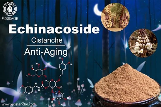 Cistanche has an anti-aging function