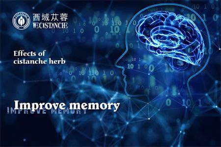 cistanche benefit: improve memory function