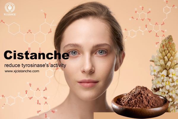 Cistanche reduces tyrosinase's activity. Cistanche reduces tyrosinase's activity.