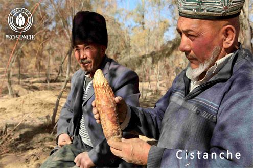 Anti-Parkinson's disease: cistanche