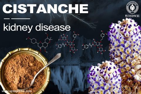 cistanche-kidney disease-2(50) cistanche-kidney disease-2(50)
