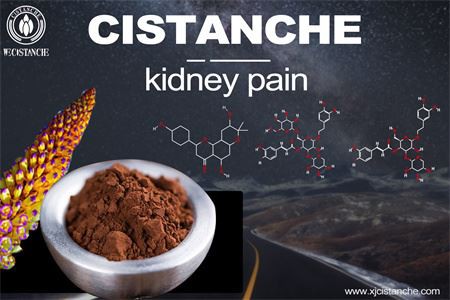 cistanche-kidney pain-3(27)