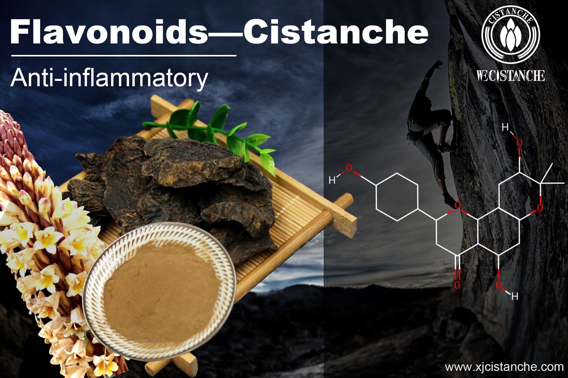 EFFECTS OF CISTANCHE: ANTI-INFLAMMATORY