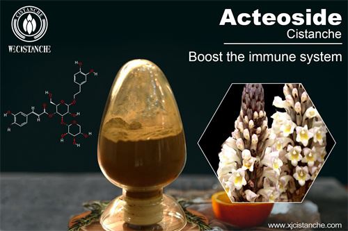 acteoside in cistanche