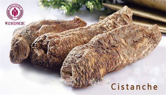 herb cistanche