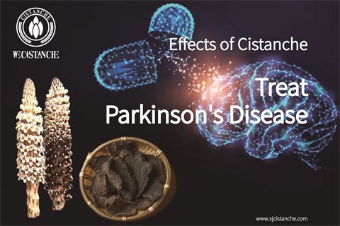 Effects of Cistanche anti Parkinson’s Disease (4)