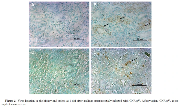 Virus location in the kidney and spleen at 7 dpi after goslings experimentally infected with GNAstV. Abbreviation: GNAstV, goose nephritic astrovirus