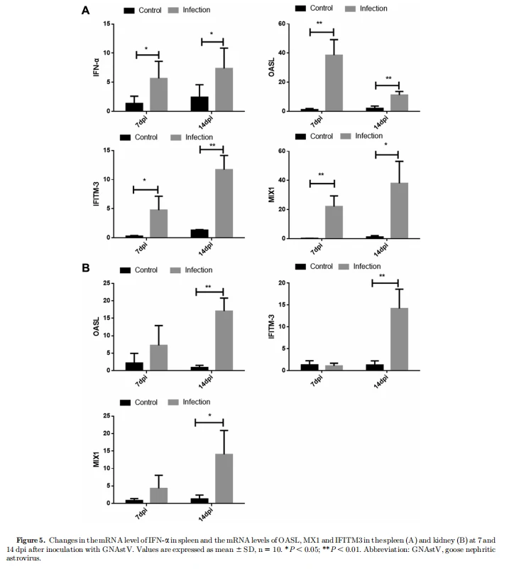 Changes in the mRNA level of IFN-a in spleen and the mRNA levels of OASL, MX1 and IFITM3 in the spleen (A) and kidney (B) at 7 and 14 dpi after inoculation with GNAstV. Values are expressed as mean 6 SD, n 5 10. *P , 0.05; **P , 0.01. Abbreviation: GNAstV, goose nephritic astrovirus.