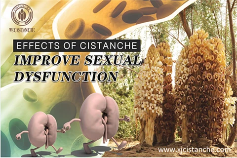 cistanche plant：improve sexual dysfunction