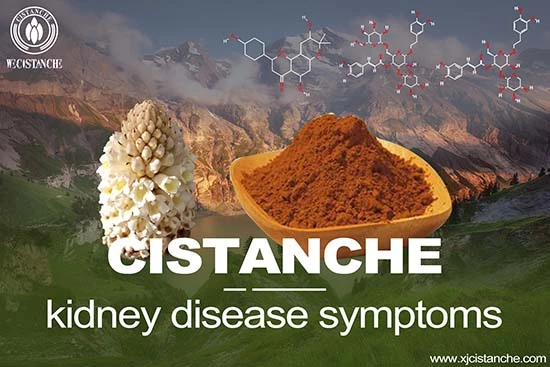 cistanche bodybuilding