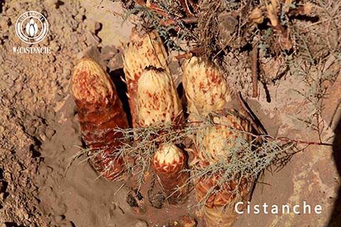 laxative TCM