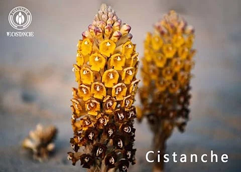 cistanche for anti-tumor