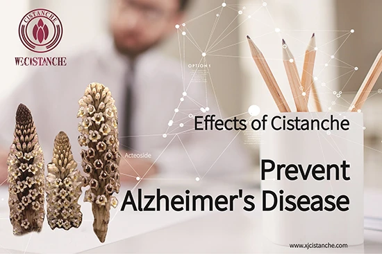 What does cistanche do—prevent Alzheimer's disease