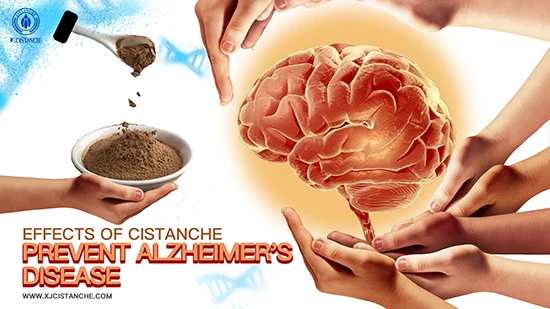 cistanche—prevent Alzheimer's disease (2)