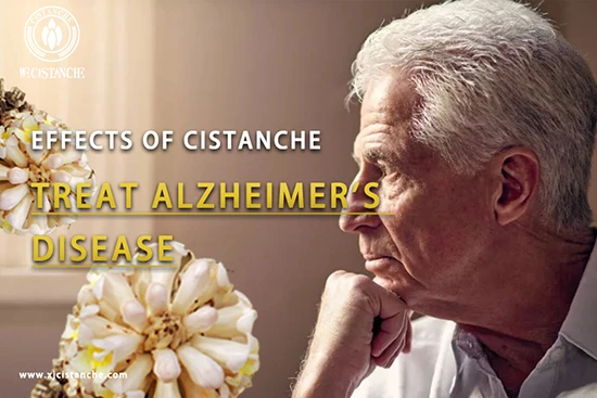 cistanche—prevent Alzheimer's disease (6)