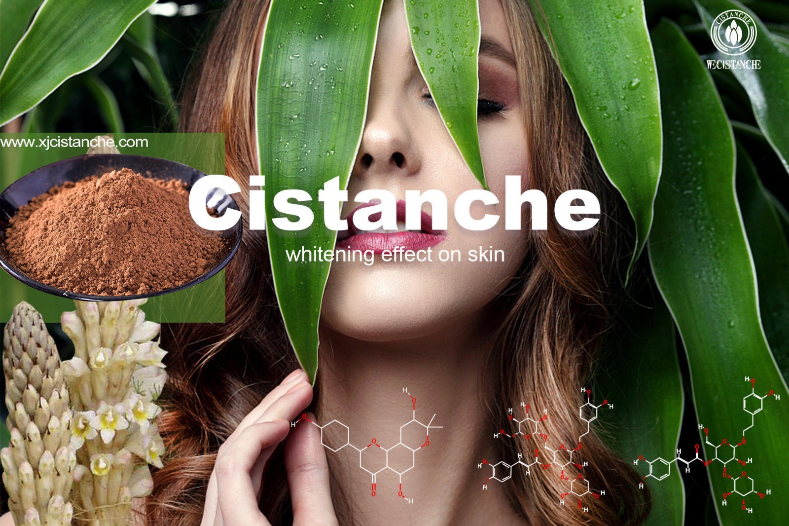 does cistanche work does cistanche work