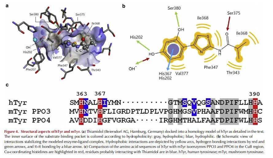 cistanche root supplement