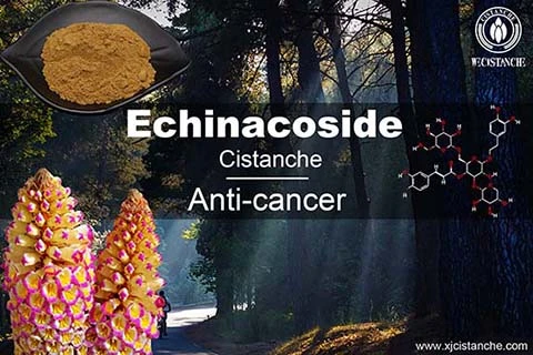 Echinacoside in cistanche (9)