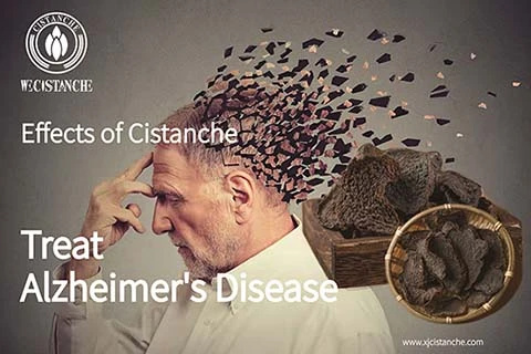 Cistanche For Anti Alzheimer's Disease