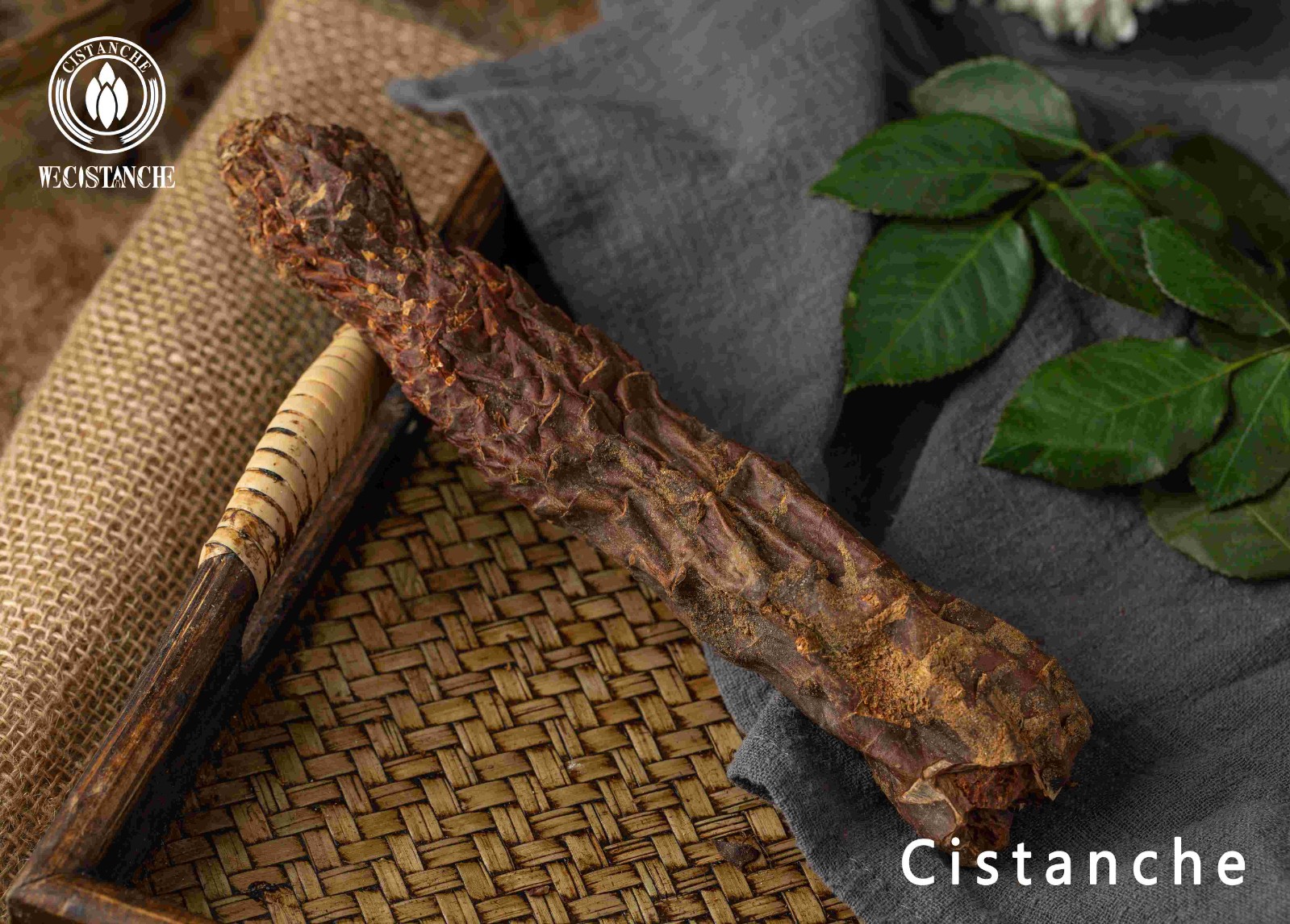 cistanche benefits and side effects