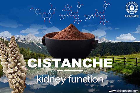 Cistanche-kidney function-6(72)