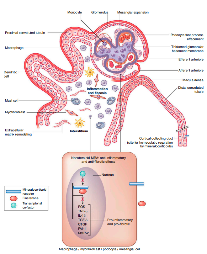 CISTANCHE FOR CKD