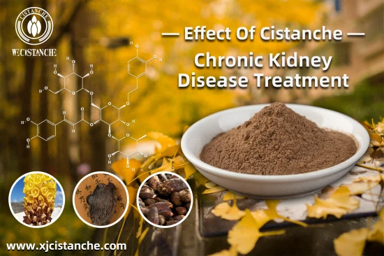  CISTANCHE EXTRACT WITH 25% ECHINACOSIDE AND 9% ACTEOSIDE FOR KIDNEY 