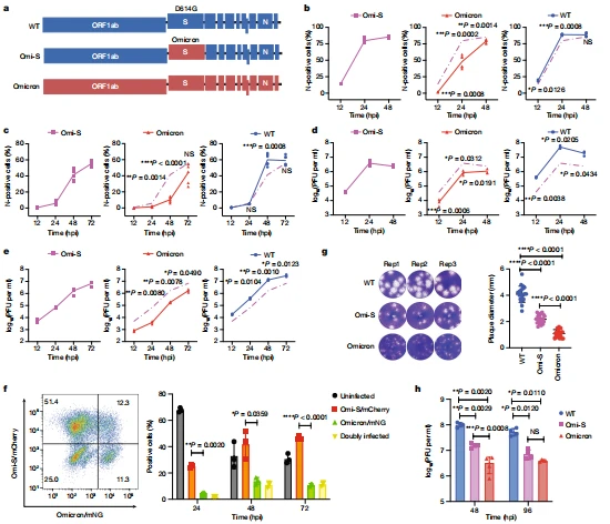 Fig. 1 | Effect of S on the in vitro growth kinetics of Omicron. a Schematic of viruses. S, spike; N, nucleocapsid. b–e, ACE2/TMPRSS2/Caco-2 cells (b,d) and Vero E6 cells (c,e) were infected at an MOI of 0.01, and the percentage of N-positive cells (n = 6 replicates) (b,c) and the release of infectious particles (n = 3 replicates) (d,e) were determined by flow cytometry and by plaque assay, respectively. f, ACE2/TMPRSS2/Caco-2 cells were infected with virus mixtures at a 1:1 ratio to obtain the final MOI of 0.005 for each virus. The cells were fixed at the indicated times and subjected to flow cytometry. Left, representative dot plot; right, percentage of uninfected, Omi-S/mCherry-infected, Omicron/ mNeoGreen (Omicron/mNG)-infected and doubly infected cells. Singly infected cells were used for compensation. Error bars, mean ± s.d. (n = 3 replicates). g, Plaque sizes. Left, representative images of plaques on ACE2/TMPRSS2/ Caco-2 cells. Right, the diameter of plaques is plotted as the mean ± s.d. of 20 plaques per virus. h, Human iAT2 epithelial cells were infected at an MOI of 2.5 for 48 h or 96 h. The apical side of cells was washed with 1× phosphate-buffered saline (PBS) and the levels of infectious virus particles were measured by plaque assay. Error bars, mean ± s.d. (n = 4 replicates). Experiments were repeated twice, with each experimental repeat containing 3 (b–g) or 4 (h) replicates. P values were calculated by a two-tailed, unpaired t-test with Welch's correction. *P < 0.05, **P < 0.01, ***P < 0.001 and ****P < 0.0001; NS, not significant. The gating strategy for flow cytometry is shown in Supplementary Fig. 1.