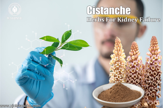  CISTANCHE EXTRACT WITH 25% ECHINACOSIDE AND 9% ACTEOSIDE FOR KIDNEY