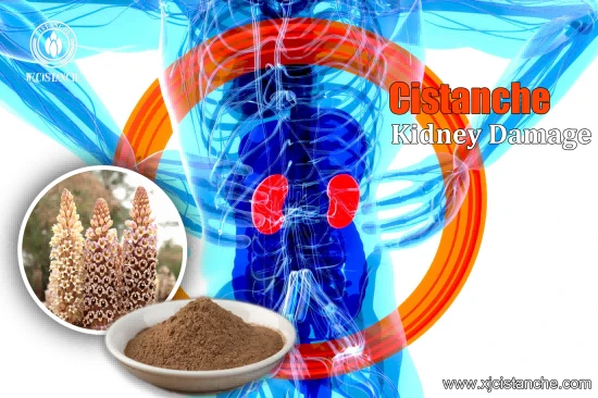 CISTANCHE EXTRACT WITH 25% ECHINACOSIDE AND 9% ACTEOSIDE 
