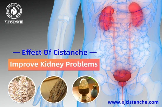 CISTANCHE EXTRACT WITH 25% ECHINACOSIDE AND 9% ACTEOSIDE 