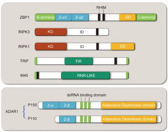 Figure 1. Structural diagram of ZBP1 and its interacting proteins.