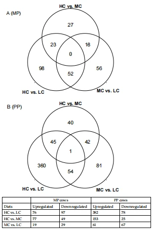 Figure 2. Venn diagrams showing the differentially expressed genes by the circulating leukocytes between the three dietary groups in (A) multiparous (MP) cows and (B) primiparous (PP) cows. HC: high concentrate (n = 6 in PP cows and n = 14 in MP cows), MC: medium concentrate (n = 5 in PP cows and n = 15 in MP cows) and LC: low concentrate (n = 6 in PP cows and n = 14 in MP cows).
