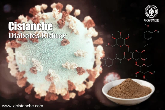 CISTANCHE EXTRACT WITH 25% ECHINACOSIDE AND 9% ACTEOSIDE FOR KIDNEY FUNCTION CISTANCHE EXTRACT WITH 25% ECHINACOSIDE AND 9% ACTEOSIDE FOR KIDNEY FUNCTION