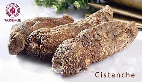 Cistanche desertiloca Cistanche desertiloca