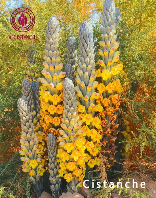 Cistanche deserticola Y.C.Ma (3)