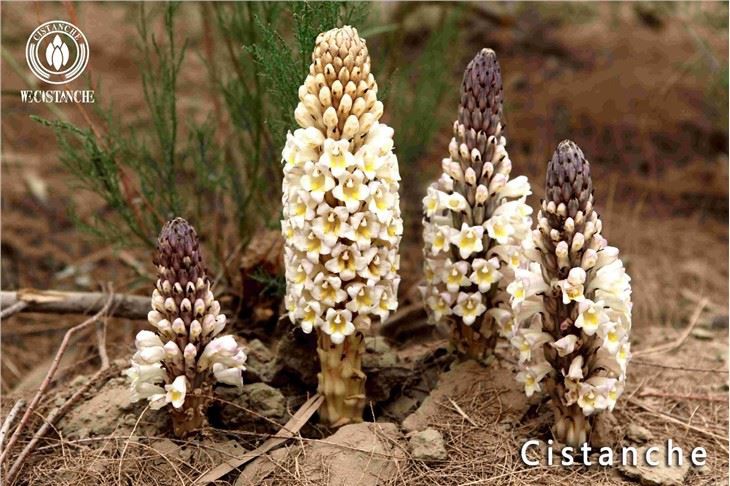 Cistanche Tubulosa-Materialien Cistanche-Wurzel Cistanche-Stamm Cistanche-Extrakt