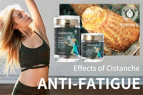 cistanche effect cistanche effect